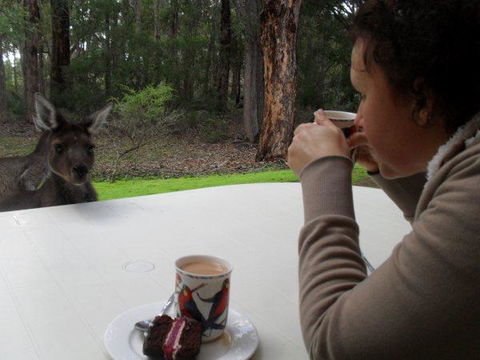 Yelverton Brook Conservation Sanctuary - Accommodation Great Ocean Road 44