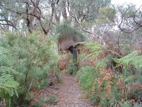 Yelverton Brook Conservation Sanctuary - Accommodation Great Ocean Road 41