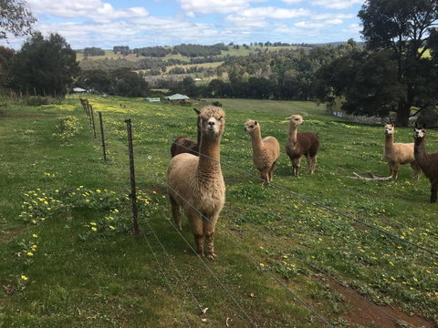 Tegwan's Nest Holiday Home - Accommodation Great Ocean Road 44