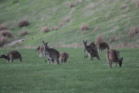 The Farmhouse - Accommodation Great Ocean Road 14