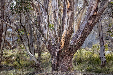 Snowgums 07 - Accommodation Great Ocean Road 3