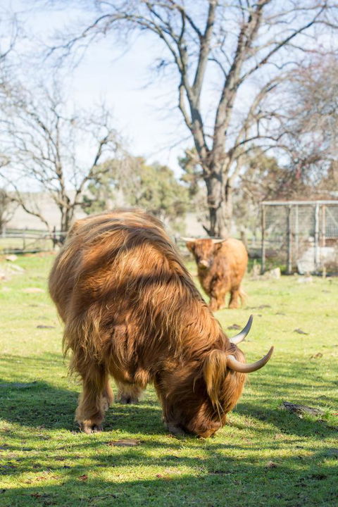 Ratho Farm - Accommodation Great Ocean Road 4