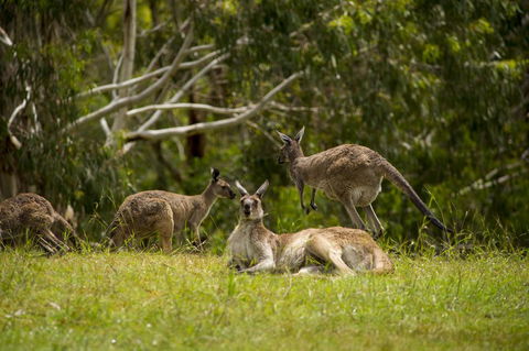 The Stirling Golf Club - Accommodation Great Ocean Road 1