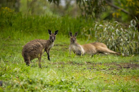 The Stirling Golf Club - Accommodation Great Ocean Road 2