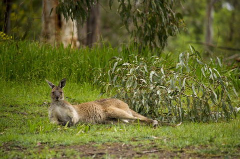 The Stirling Golf Club - Accommodation Great Ocean Road 0