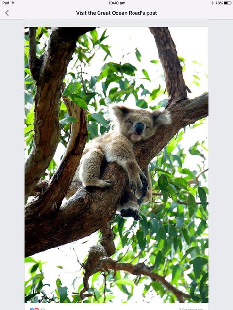 Austral Place 88 Via Merri River - Accommodation Great Ocean Road 24