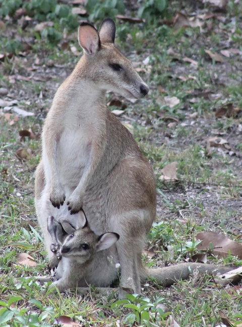 Airlie Beach Eco Cabins - Adults Only - Accommodation Great Ocean Road 40