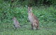 Airlie Beach Eco Cabins - Adults Only - thumb 16