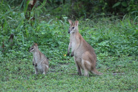 Airlie Beach Eco Cabins - Adults Only - Accommodation Great Ocean Road 16