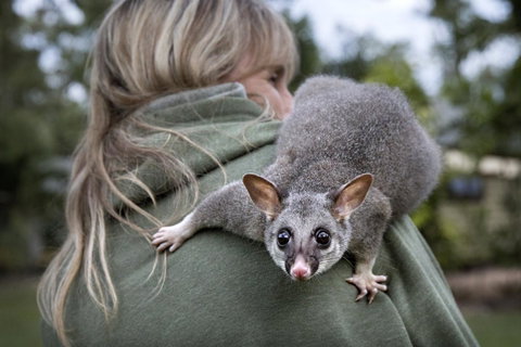 Airlie Beach Eco Cabins - Adults Only - Accommodation Great Ocean Road 3