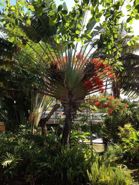 Port Douglas Apartments - Adults Only Oasis - Accommodation Great Ocean Road 39