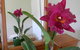 Hay Point Country BnB - thumb 10