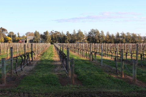 Milawa Vineyard Views - Guesthouse 1 - Accommodation Great Ocean Road 2