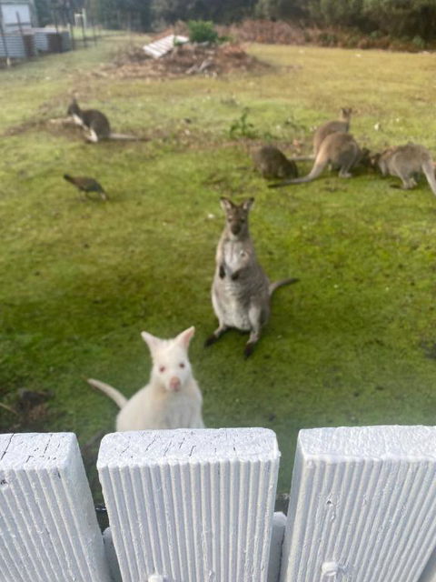 NOFOMO AT ADVENTURE BAY - Accommodation Great Ocean Road 2