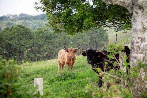 Rosewood Tiny Home By Tiny Away - Accommodation Great Ocean Road 2
