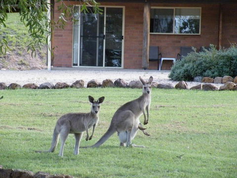 Rubyvale Motel & Holiday Units - An Adults Only Getaway - Accommodation Great Ocean Road 3