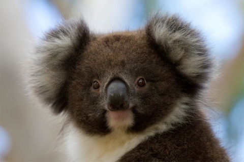 Bimbi Park - Camping Under Koalas - Accommodation Great Ocean Road 0