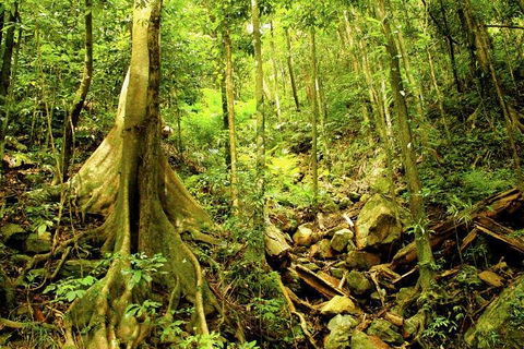 Cairns 4WD Waterfall And Rainforest Tour Including Kuranda Scenic Railway - Accommodation Great Ocean Road 1