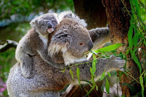 1 Day Exclusively Private Tour Of Phillip Island & The Penguin Parade - Accommodation Great Ocean Road 2