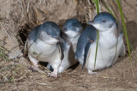 1 Day Exclusively Private Tour Of Phillip Island & The Penguin Parade - Accommodation Great Ocean Road 5