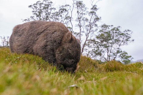 3-Day Cradle Mountain Photography Workshop - Accommodation Great Ocean Road 0