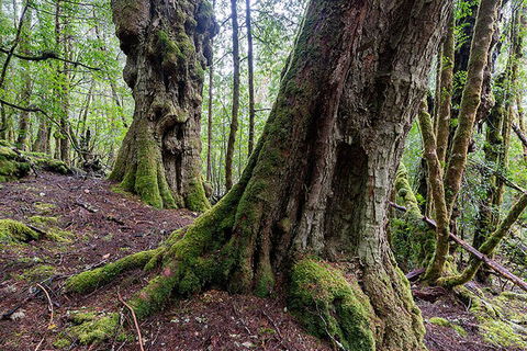 3-Day Cradle Mountain Photography Workshop - Accommodation Great Ocean Road 1