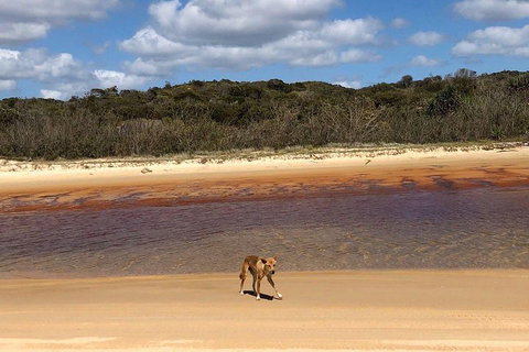 Pippies 3 Days 2 Nights Fraser Island Tour - Accommodation Great Ocean Road 2