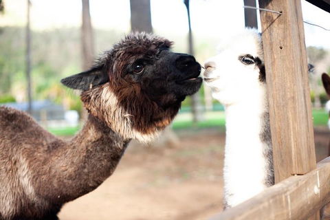 O'Reilly's & Lamington National Park Incl. Alpaca Farm + Vineyard - Accommodation Great Ocean Road 4