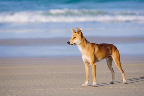 Fraser Island 4WD Tour From Rainbow Beach - Accommodation Great Ocean Road 2
