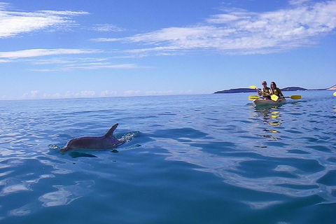 Kayak With Dolphins And 4WD Great Beach Drive Day Trip From Noosa - Accommodation Great Ocean Road 2
