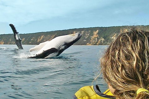 Kayak With Dolphins And 4WD Great Beach Drive Day Trip From Noosa - Accommodation Great Ocean Road 3