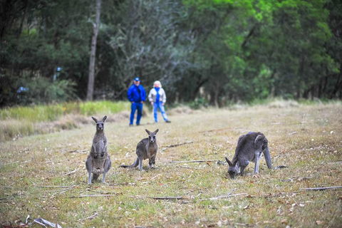 Private Blue Mountains And Winery Day-Trip From Sydney - Accommodation Great Ocean Road 5