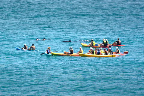The Byron Bay Sea Kayak Tour - Accommodation Great Ocean Road 1
