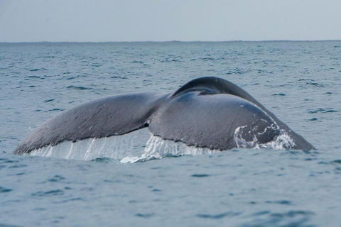 2-Hour Guided Whale Watching Tour At Noosa - Accommodation Great Ocean Road 1