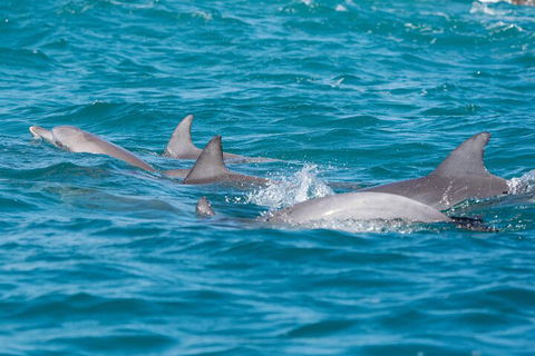 2-Hour Guided Whale Watching Tour At Noosa - Accommodation Great Ocean Road 2