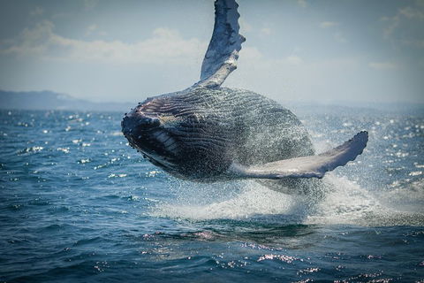 2-Hour Guided Whale Watching Tour At Noosa - Accommodation Great Ocean Road 3