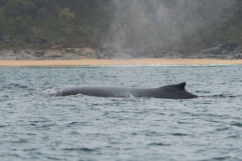 2-Hour Guided Whale Watching Tour At Noosa - Accommodation Great Ocean Road 5