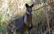 Byron Bay Combo: Hinterland Tour Including Minyon Falls And Kayaking With Dolphins - thumb 2