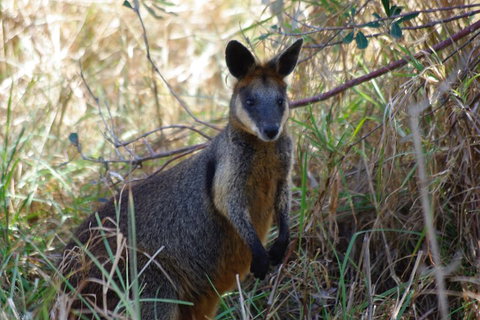 Byron Bay Combo: Hinterland Tour Including Minyon Falls And Kayaking With Dolphins - Accommodation Great Ocean Road 2