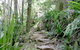 Byron Bay Combo: Hinterland Tour Including Minyon Falls And Kayaking With Dolphins - thumb 5