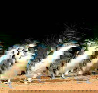 Phillip Island Penguins Private Tour - Accommodation Great Ocean Road