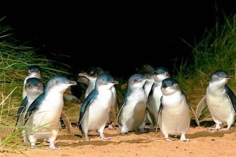 Phillip Island Penguins Private Tour - Accommodation Great Ocean Road 0
