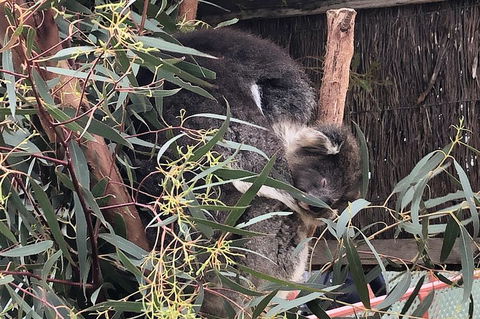 Phillip Island Penguins Private Tour - Accommodation Great Ocean Road 2