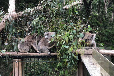 Phillip Island Penguins Private Tour - Accommodation Great Ocean Road 3