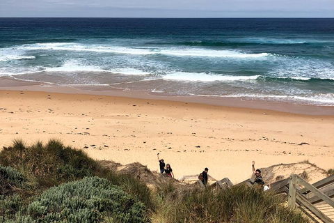 Phillip Island Penguins Private Tour - Accommodation Great Ocean Road 4