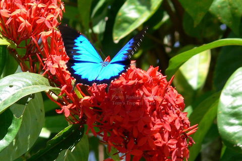 Daintree Rainforest, Cape Tribulation, Mossman Gorge Small-Group Day Tour - Accommodation Great Ocean Road 2
