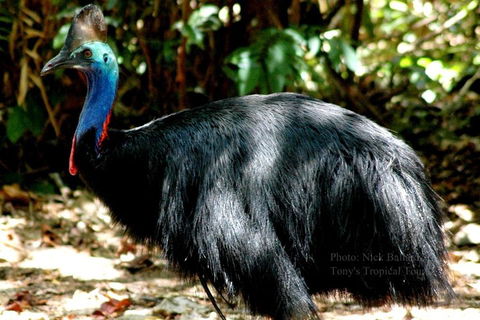 Daintree Rainforest, Cape Tribulation, Mossman Gorge Small-Group Day Tour - Accommodation Great Ocean Road 3