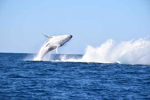 Noosa Whale Watching - Accommodation Great Ocean Road 1