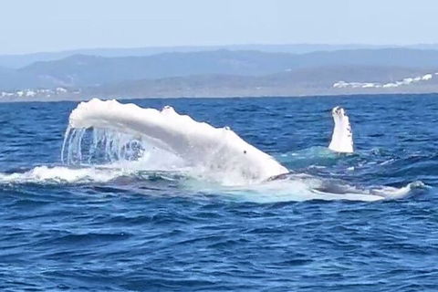 Noosa Whale Watching - Accommodation Great Ocean Road 5