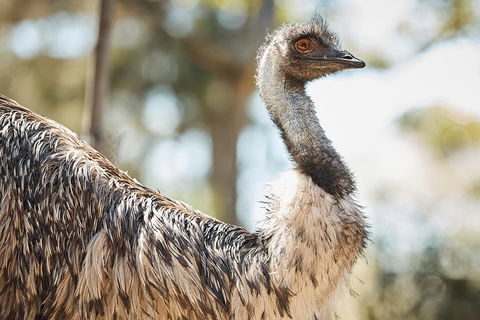 Sydney Taronga Zoo General Entry Ticket - Accommodation Great Ocean Road 4